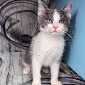 Marius Pasadena 56458 -  Domestic Short Hair Cat for Adoption in Eaton Rapids, Michigan - Marius Pasadena 56458 | PetCurious