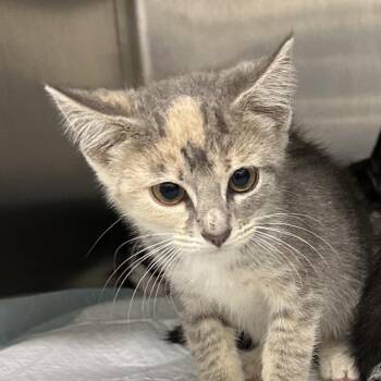 Jeanne -  Domestic Short Hair Cat for Adoption in Corbin, Kentucky - Jeanne | PetCurious