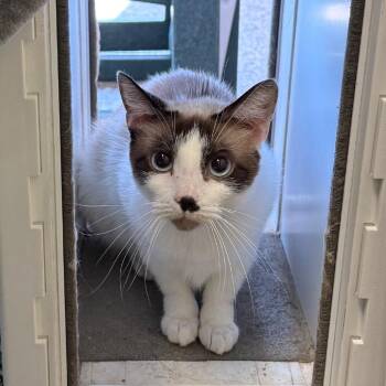 Chickpea -  Domestic Short Hair Cat for Adoption in Fairport, New York - Chickpea | PetCurious