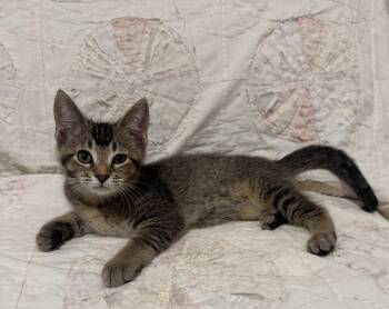 Mink -  Domestic Short Hair and Tabby Cat for Adoption in Walled Lake, Michigan - Mink | PetCurious