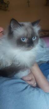 Himalayan and Ragdoll Cats Available for Adoption - Jinxy  | PetCurious