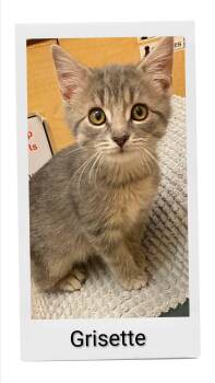 Grisette -  Domestic Short Hair Cat for Adoption in Caistor Centre, Ontario - Grisette | PetCurious
