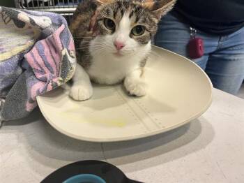 GOLDIE -  Domestic Short Hair Cat for Adoption in Grand Prairie, Texas - GOLDIE | PetCurious