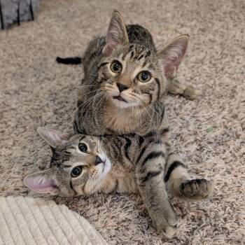 Rescue Domestic Short Hair Cats for Adoption in Hoyleton, Illinois - Scottie | PetCurious