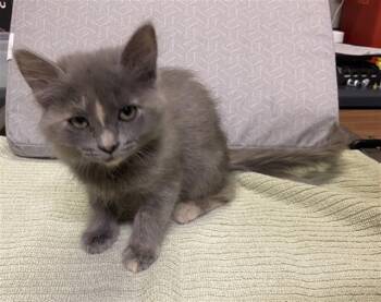 FISH -  Domestic Short Hair Cat for Adoption in Modesto, California - FISH | PetCurious