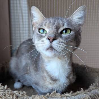 Rescue Domestic Short Hair Cats for Adoption in Aberdeen, Washington - Ferris Wheel | PetCurious