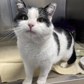 Domestic Short Hair Cats Available for Adoption - Tater Tot | PetCurious