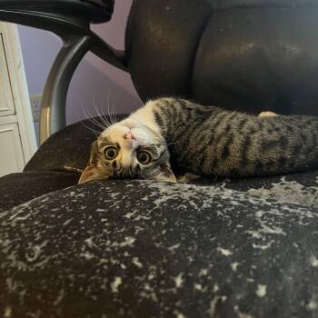 Rescue Domestic Short Hair Cats for Adoption in Berkeley Springs, West Virginia - Yula | PetCurious