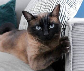 Domestic Short Hair Cats Available for Adoption in Muskego, Wisconsin - Deena | PetCurious