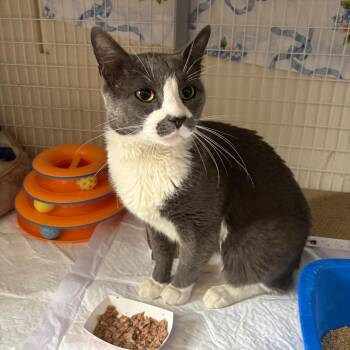 Spaghetti Stash -  Domestic Short Hair Cat for Adoption - Spaghetti Stash | PetCurious