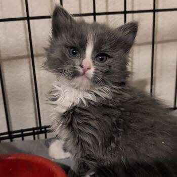 Essence -  Domestic Long Hair Cat for Adoption in Las Vegas, Nevada - Essence | PetCurious