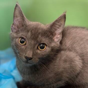 Pip -  Domestic Short Hair Cat for Adoption in Sarasota, Florida - Pip | PetCurious