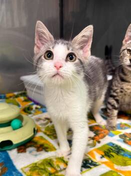 Bun Bun -  Domestic Short Hair Cat for Adoption in Leitchfield, Kentucky - Bun Bun | PetCurious