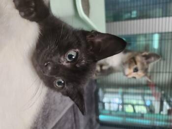 Nug -  Domestic Short Hair Cat for Adoption in Charleston, South Carolina - Nug | PetCurious