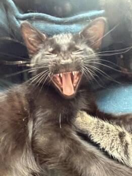 Sol -  Domestic Short Hair Cat for Adoption in Chicago, Illinois - Sol | PetCurious
