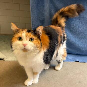 Flower -  Domestic Medium Hair Cat for Adoption in Pittsburgh, Pennsylvania - Flower | PetCurious