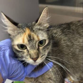 Mari -  Domestic Medium Hair Cat for Adoption in Kanab, Utah - Mari | PetCurious