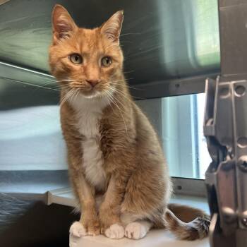 Domestic Short Hair Cats Available for Adoption in Fairport, New York - Niles | PetCurious