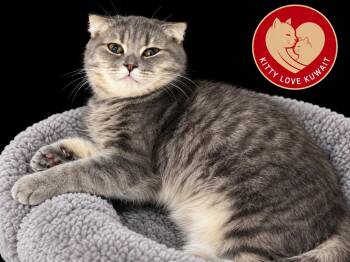 Runa -  Scottish Fold Cat for Adoption in Snow Hill, Maryland - Runa | PetCurious