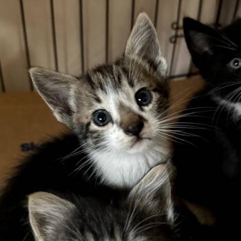 Domestic Short Hair Cats Available for Adoption in Long Beach, California - Weslie | PetCurious
