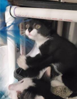 White Tip -  Domestic Short Hair Cat for Adoption in Brighton, Michigan - White Tip | PetCurious
