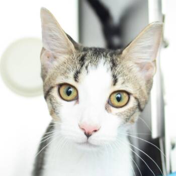 Monet -  Domestic Short Hair Cat for Adoption in Middletown, Rhode Island - Monet | PetCurious