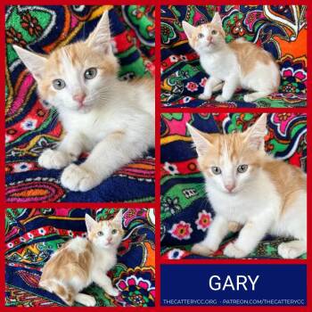 Gary -  Domestic Short Hair Cat for Adoption in Corpus Christi, Texas - Gary | PetCurious