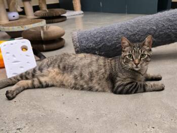 Tabby Cats Available for Adoption in New Rochelle, New York - Starlight | PetCurious