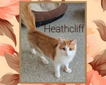 Domestic Long Hair Cats Available for Adoption in Grovetown, Georgia - Heathcliff | PetCurious