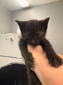 Domestic Short Hair Cats Available for Adoption in Burnsville, North Carolina - Barker | PetCurious