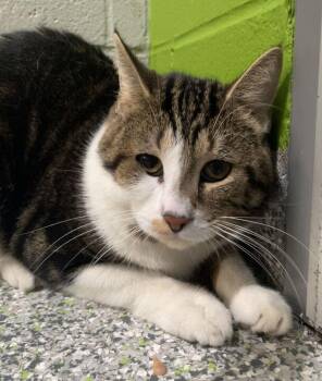 Trouble -  Domestic Short Hair Cat for Adoption in Jackson, Michigan - Trouble | PetCurious