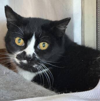 Rescue Domestic Short Hair Cats for Adoption in Walkerville, Montana - Miss Gemma | PetCurious