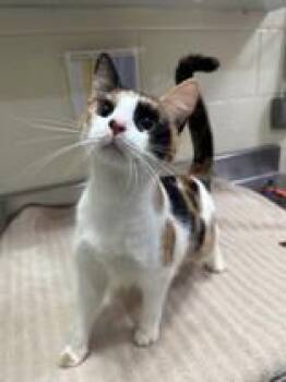 Domestic Short Hair Cats Available for Adoption in Manitowoc, Wisconsin - Judy Hopps | PetCurious