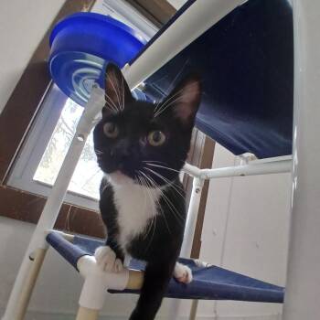 American Shorthair Cats Available for Adoption in Iowa Falls, Iowa - Paula | PetCurious