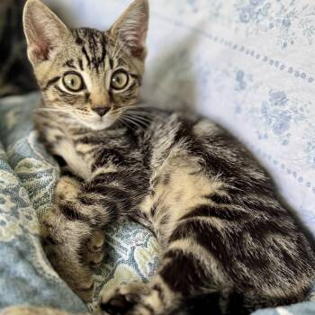 Fescue -  Domestic Short Hair Cat for Adoption in Richmond, Virginia - Fescue | PetCurious