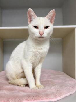 Oceania 1190-26 -  Siamese and Domestic Short Hair Cat for Adoption in Cumming, Georgia - Oceania 1190-26 | PetCurious