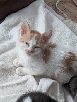 Pumpkin Cheesecake -  Domestic Short Hair and American Shorthair Cat for Adoption in Pacifica, California - Pumpkin Cheesecake | PetCurious