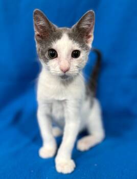 Rescue Domestic Short Hair Cats for Adoption in Corpus Christi, Texas - Paris Hilton | PetCurious