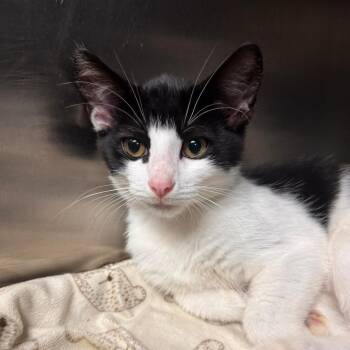 Squirtle -  Domestic Short Hair Cat for Adoption in Marion, Virginia - Squirtle | PetCurious