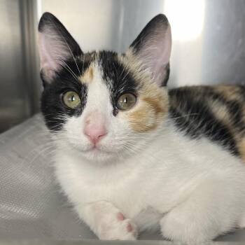 Short Crust -  Domestic Short Hair Cat for Adoption in Palm Springs, California - Short Crust | PetCurious