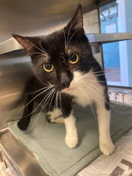 Tuxedo Cats Available for Adoption in Plano, Texas - Onyx A216544 | PetCurious