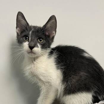 Liam -  Domestic Short Hair Cat for Adoption in West Palm Beach, Florida - Liam | PetCurious