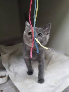Marzipan -  Domestic Short Hair Cat for Adoption in Westland, Michigan - Marzipan | PetCurious