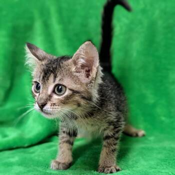 Hoss -  Domestic Short Hair Cat for Adoption in Brighton, Missouri - Hoss | PetCurious