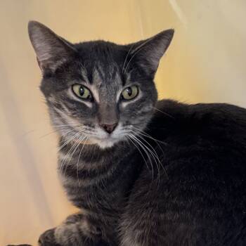 Rescue Domestic Short Hair Cats for Adoption in Lakewood, Colorado - Jazzy | PetCurious