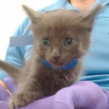 BUCKET -  Domestic Long Hair Cat for Adoption in Doral, Florida - BUCKET | PetCurious