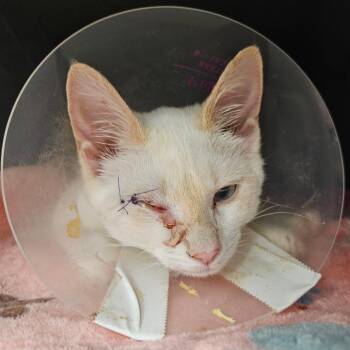 Winter -  Domestic Short Hair Cat for Adoption in Greenville, South Carolina - Winter | PetCurious