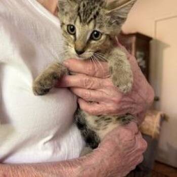 Junie -  Domestic Short Hair Cat for Adoption in West Palm Beach, Florida - Junie | PetCurious