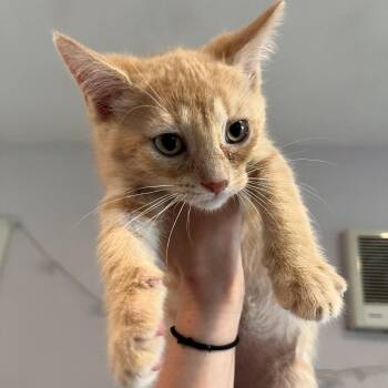 Arthur -  Domestic Short Hair Cat for Adoption in Salisbury, Massachusetts - Arthur | PetCurious