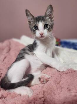 Rescue Domestic Short Hair Cats for Adoption in Houston, Texas - Vernon | PetCurious